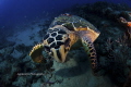   Hawksbill Turtle Personal Space Issue along reefs Juno Beach FL about 70 feet. feet  